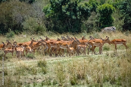 Antelope roaming in Kenya s wilderness