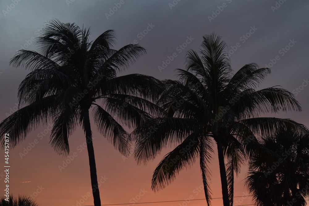 Palm trees at sunset time. 