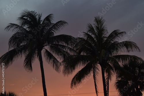 Palm trees at sunset time. 