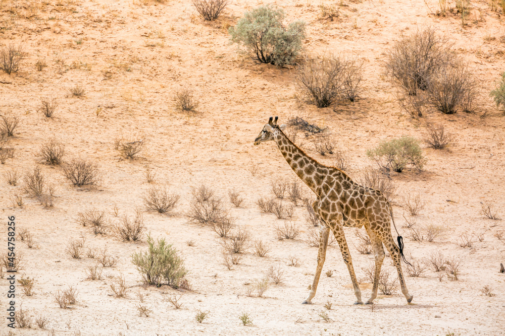 Obraz premium Giraffe walking in dersert area in Kgalagadi transfrontier park, South Africa ; Specie Giraffa camelopardalis family of Giraffidae