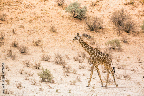 Giraffe walking in dersert area in Kgalagadi transfrontier park, South Africa   Specie Giraffa camelopardalis family of Giraffidae © PACO COMO