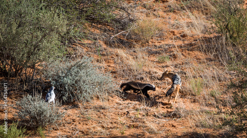 Fotografie, Tablou Honey badger, Black backed jackal and Pale Chanting-Goshawk in hunting in Kgalag