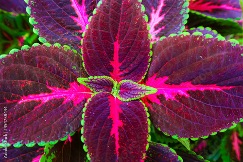Photos red and green coleus leaves