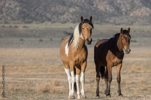 Beautiful Wild Horses in Utah in Spring © natureguy