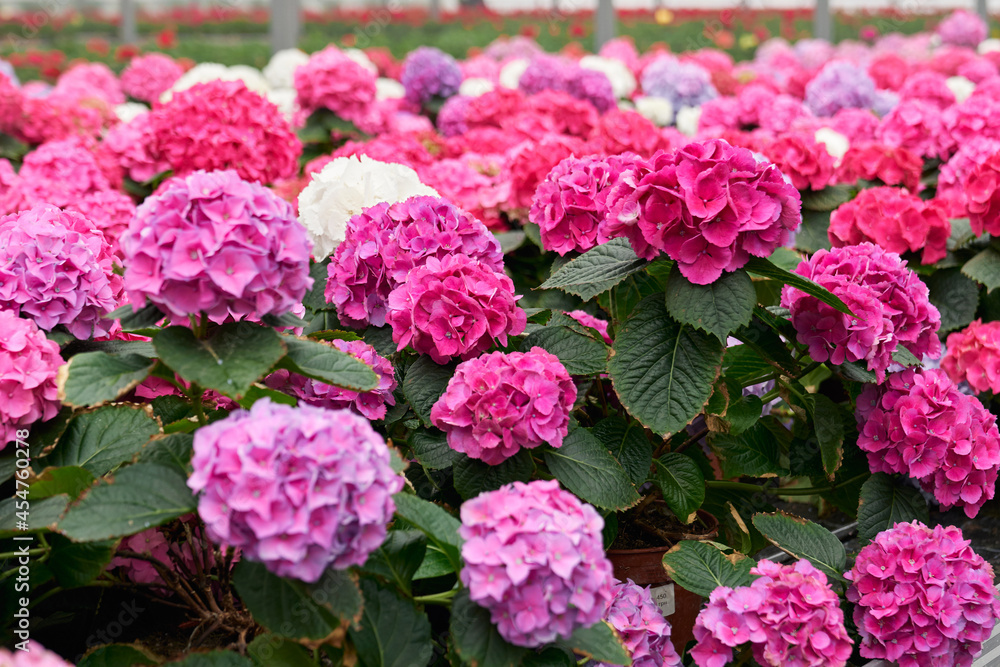 Variety of amazing colorful hydrangea cultivation in pots at big greenhouse. Beautiful blooming plants. Gardening concept. 