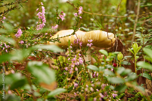 mushroom in the forest, russula paludosa, russule, edible mushroom, food
