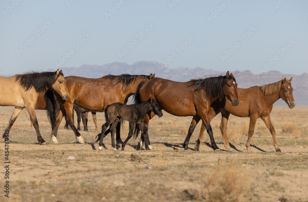 Beautiful Wild Horses in Utah in Spring