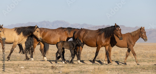 Beautiful Wild Horses in Utah in Spring © natureguy