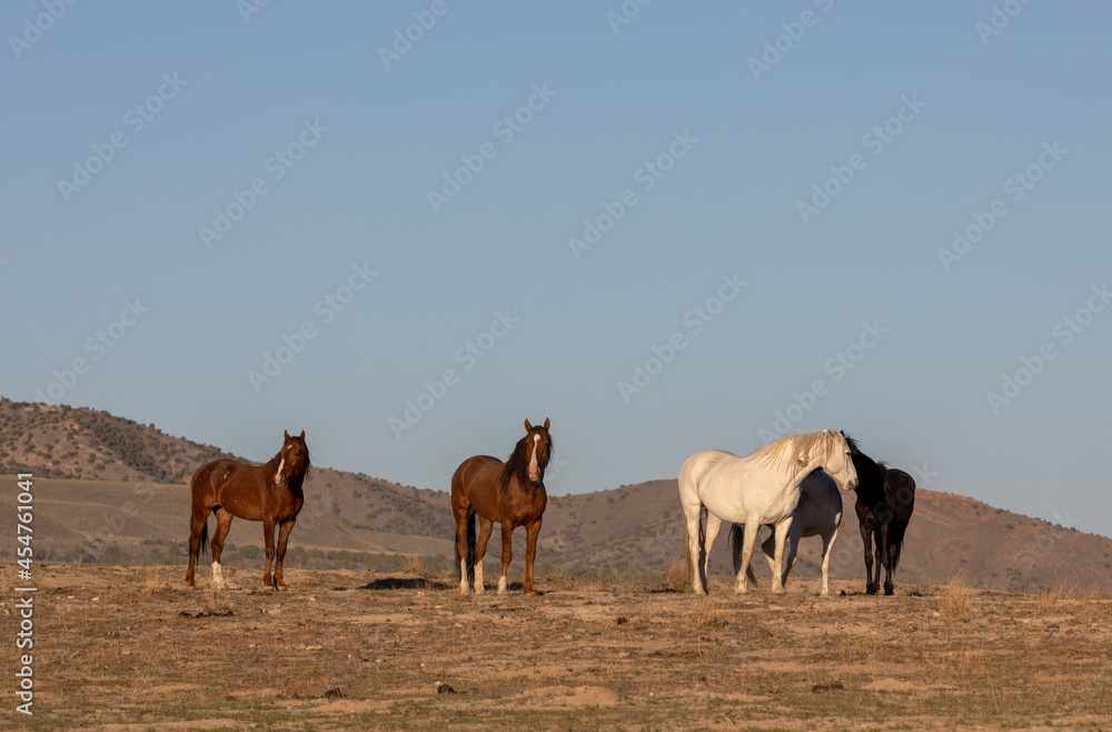 Beautiful Wild Horses in Utah in Spring