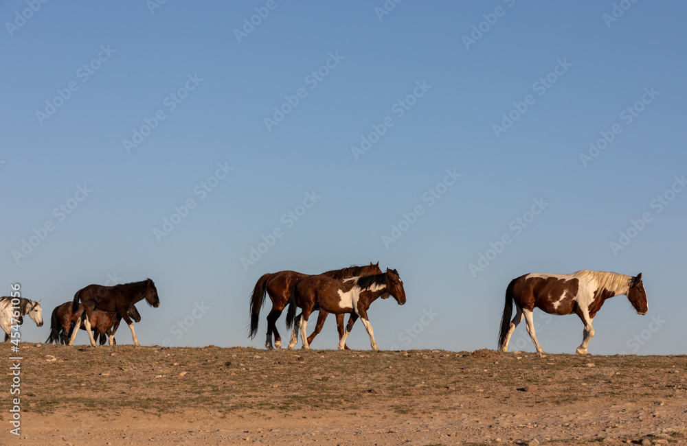 Fototapeta premium Beautiful Wild Horses in Utah in Spring