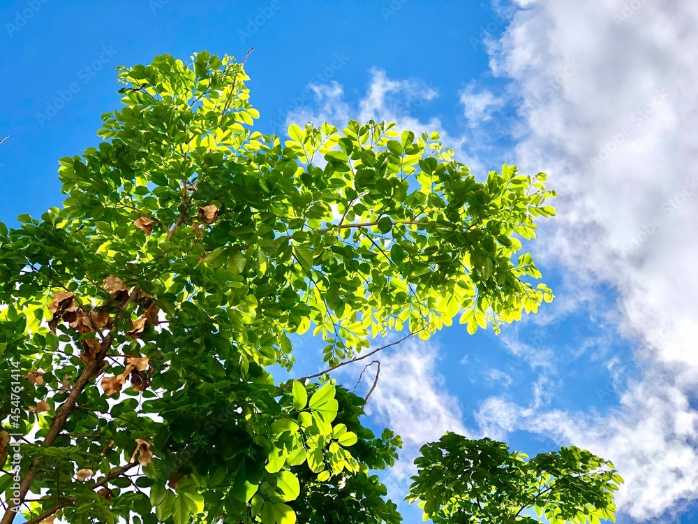Fototapeta premium Tree branches on a natural blue sky background on a sunny day