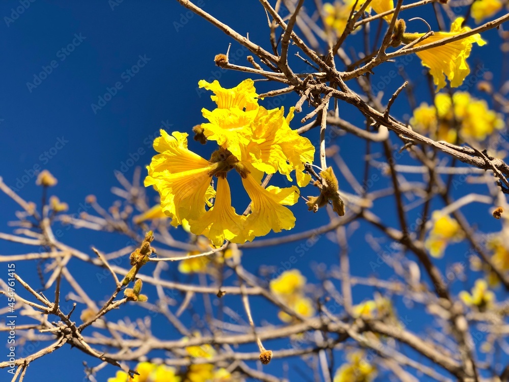 Branches of the Yellow Ipê tree, Tabebuia Chrysotricha, with flowers ...
