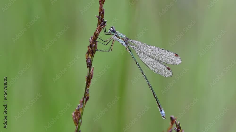 Dragonfly in the morning dew at the moor, common spreadwing male, summer, (lestes sponsa), lower saxony, germany Dragonfly in the morning dew at the moor, common spreadwing male, summer, (lestes sponsa), lower saxony, germany