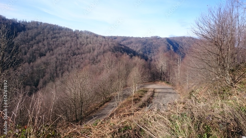 Mountains and trees