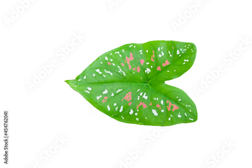 Caladium bicolor is a beautiful plant that is growing in popularity.