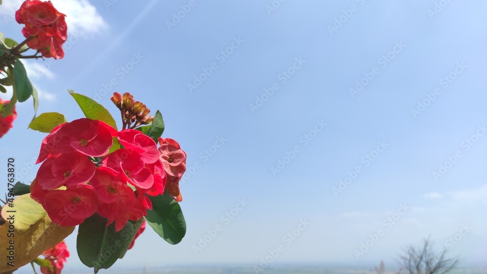 Photo of thorny red flowers against a bright blue sky background Photo of thorny red flowers against a bright blue sky background