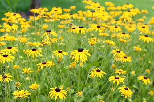 A close view of the bunch of yellow flowers in the garden.