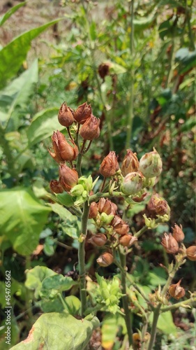 photo of a bunch of flowers that have dried and withered in my garden