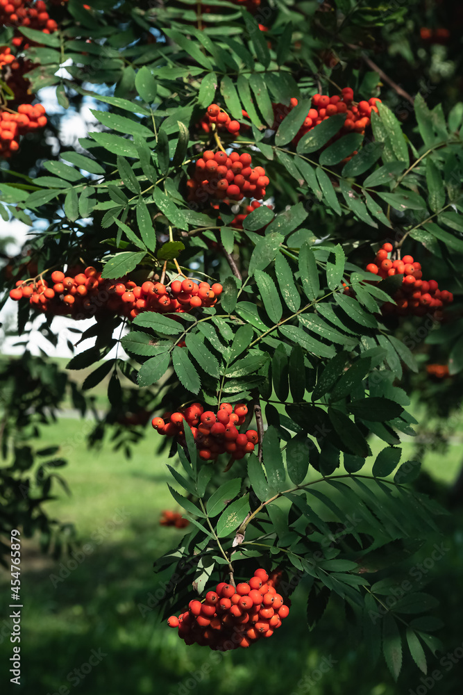 Bright red rowan berries hang in clusters against a background of green foliage. Highlighted branches in shadow Bright red rowan berries hang in clusters against a background of green foliage. Highlighted branches in shadow