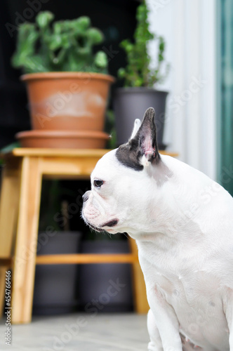 dog, absent minded French bulldog or French bulldog photo