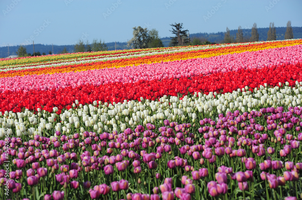 color tulip field
