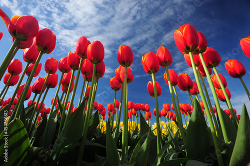 tulip farm