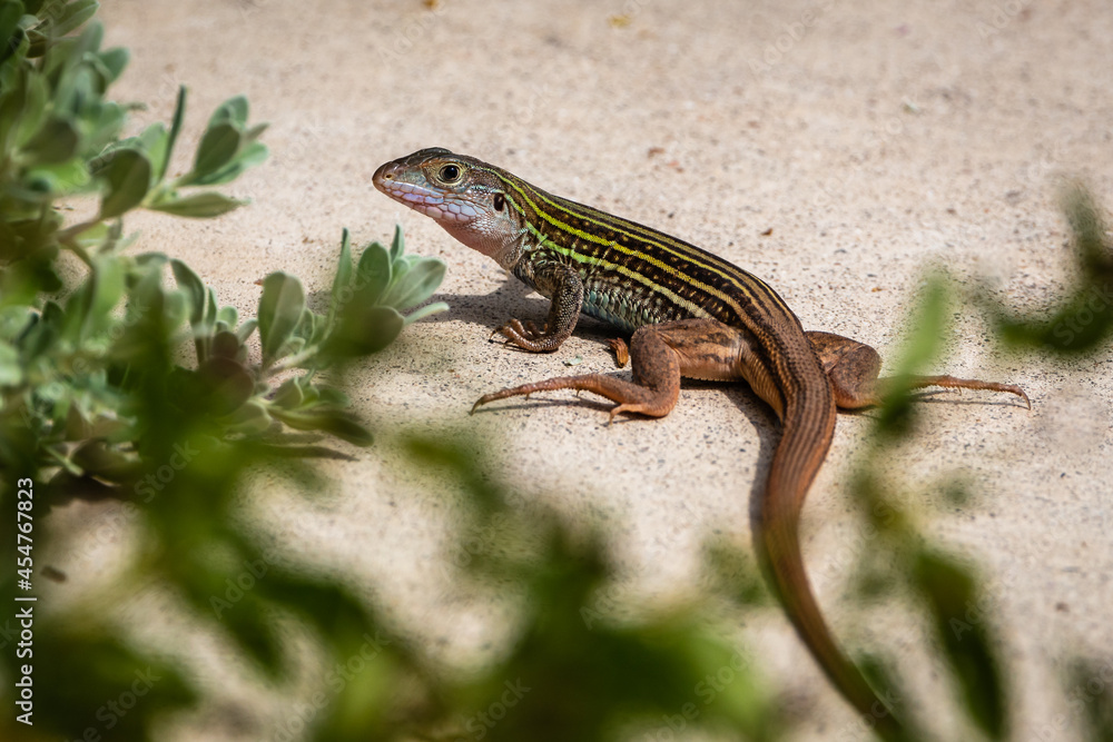Naklejka premium lizard on the stone