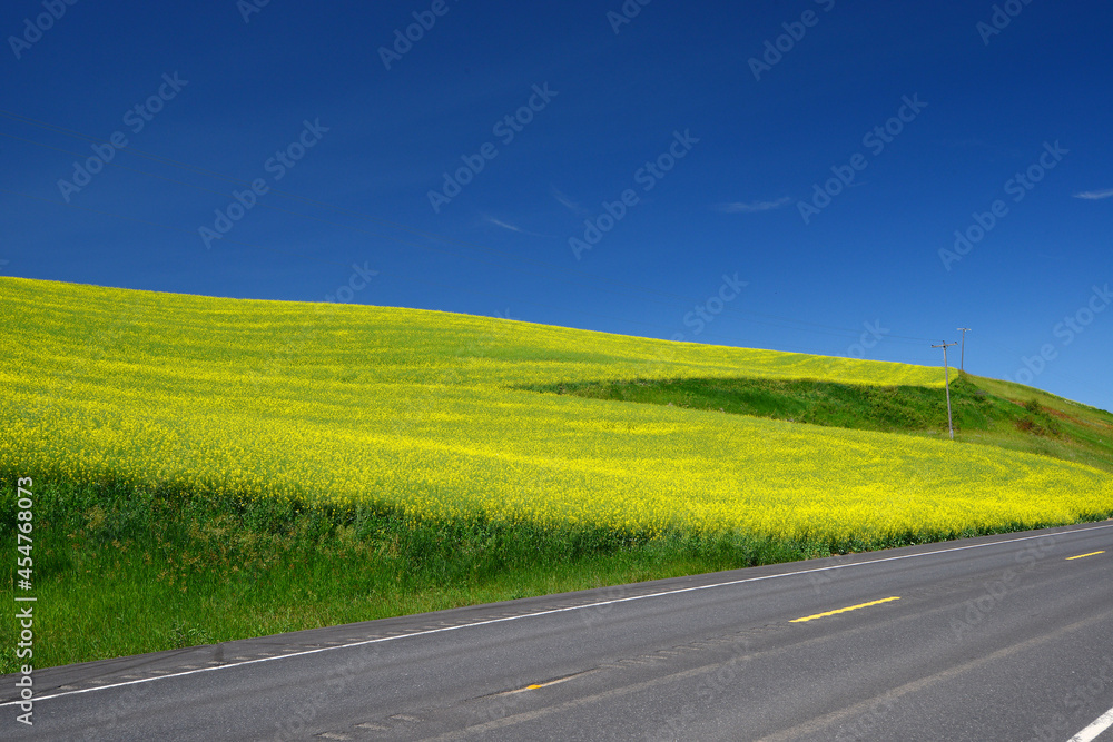Fototapeta premium yellow flower field
