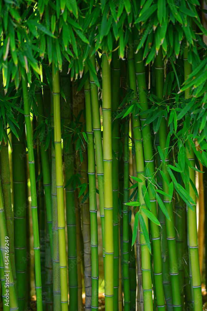 Obraz premium green bamboo