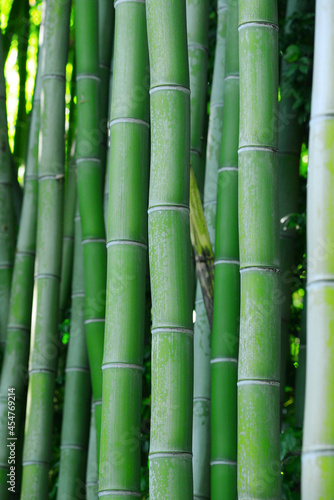 Fototapeta Naklejka Na Ścianę i Meble -  bamboo tree
