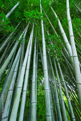 bamboo grove