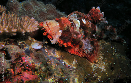 A Bearded Scorpionfish resting on corals Cebu Philippines