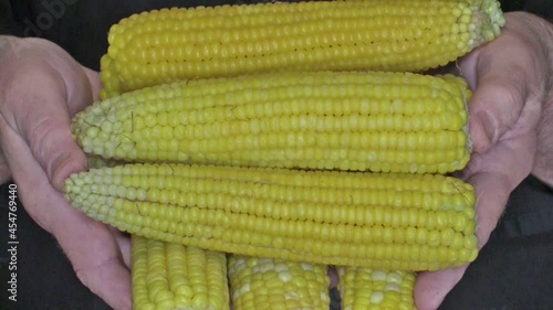 Boiled corn in hands, closeup