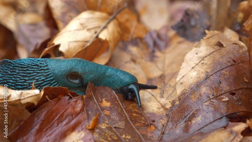 Rare blue slug with a breathing hole on the side. Bielzia coerulans or land slug - shell-less terrestrial gastropod mollusc, endemic to Carpathian Mountains in Western Ukraine photo