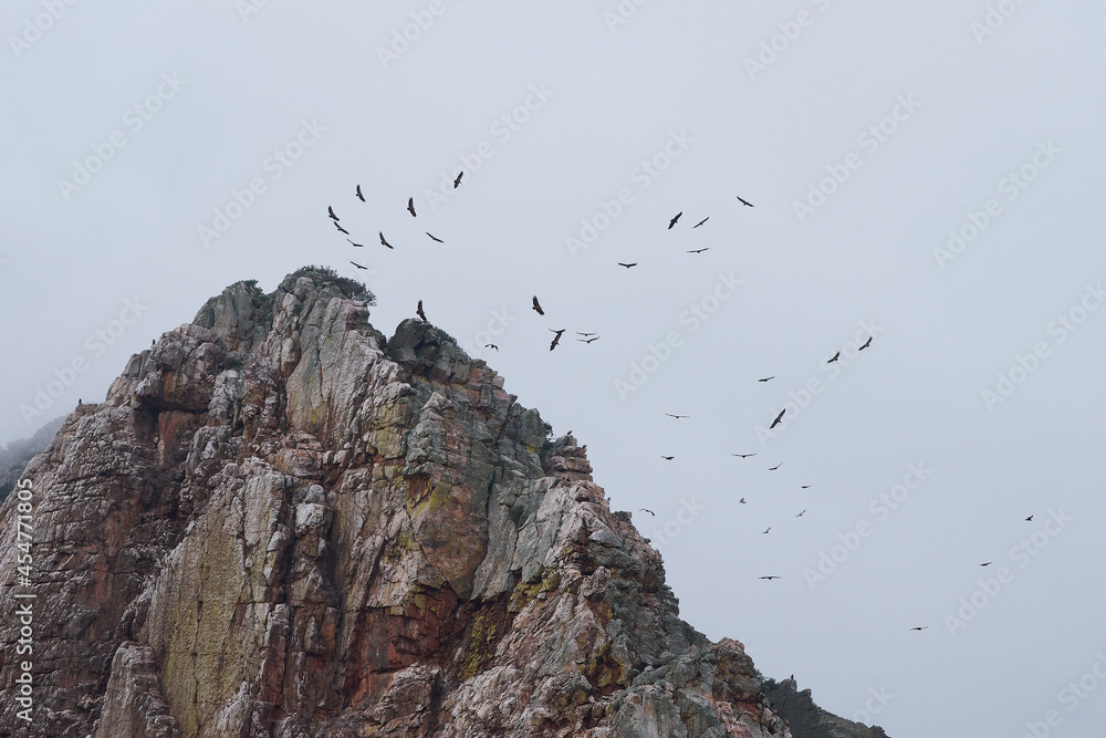 International Vulture Awareness Day. Vultures gliding over a rocky mountain in a cloudy and foggy day. International Vulture Awareness Day. Vultures gliding over a rocky mountain in a cloudy and foggy day.