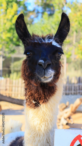 llama with close-up. llama at the zoo