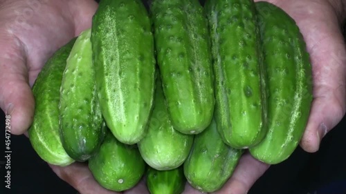 Fresh and ripe cucumbers in a hands of farmer, closeup.