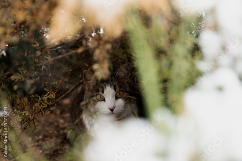 cat in the bushes
