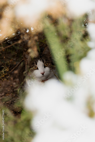 cat in the bushes