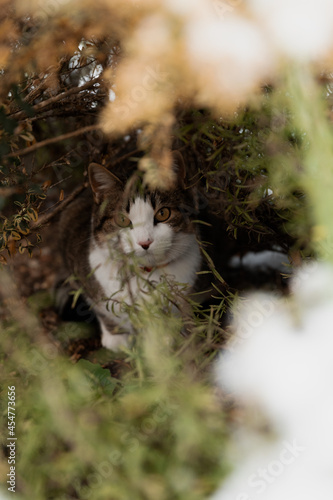 cat in the bushes