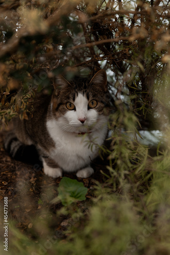 cat in the bushes