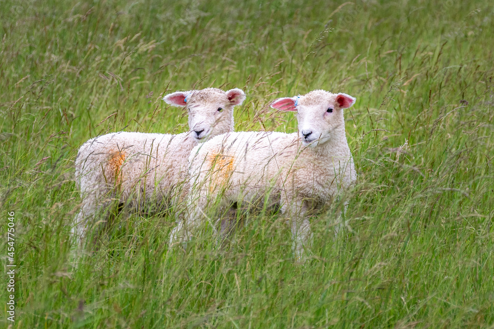 A pair of lambs stood among the long grass of a meadow in which the flock is grazing. They are marked with orange circles to identify them, and are alert watching something off camera