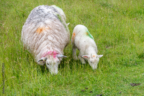 Mother sheep and lamb grazing side by side on grass. Both clearly marked with coloured spray to identify them