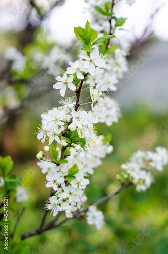 Blooming spring white flowers on a branch on a sunny day in macro