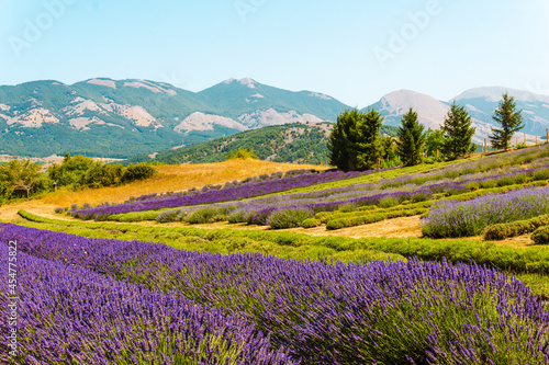 Lavender crops in southern Italy (Calabria) - Hilly landscape with lavender.