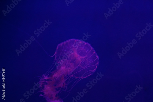 Jellyfish