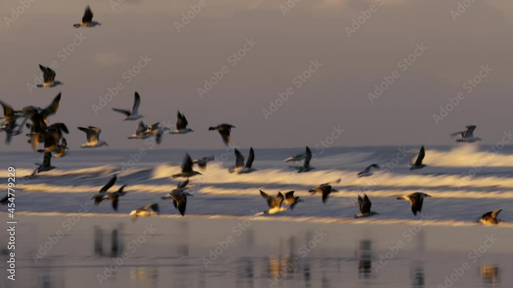 A flock of seagulls early morning on the beach against high incoming sea waves. Essaouira, Morocco, Atlantic coast. A flock of seagulls early morning on the beach against high incoming sea waves. Essaouira, Morocco, Atlantic coast.
