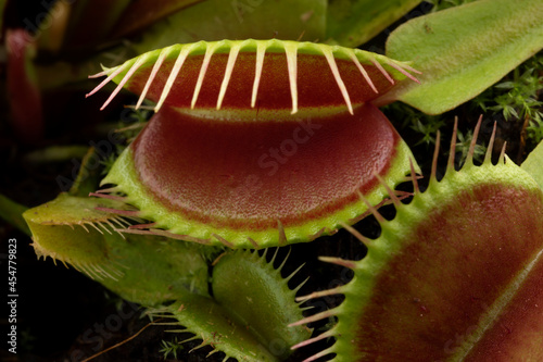 Venus flytrap, Dionaea muscipula, subtropical carnivorous plant photo