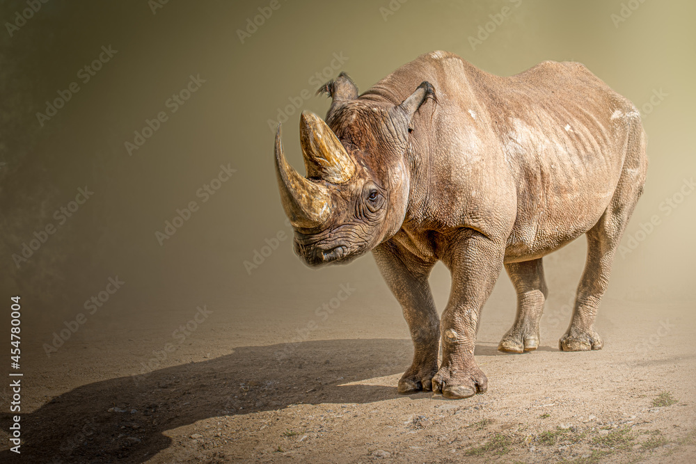 Fototapeta premium Black Rhinoceros Standing In Open Savannah Light For A Majestic Wildlife Portrait And Background
