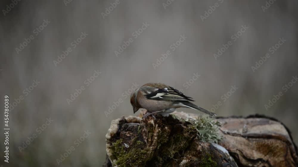 Common chaffinch Fringilla coelebs. In the wild. The bird eats seeds. Close up. Common chaffinch Fringilla coelebs. In the wild. The bird eats seeds. Close up.